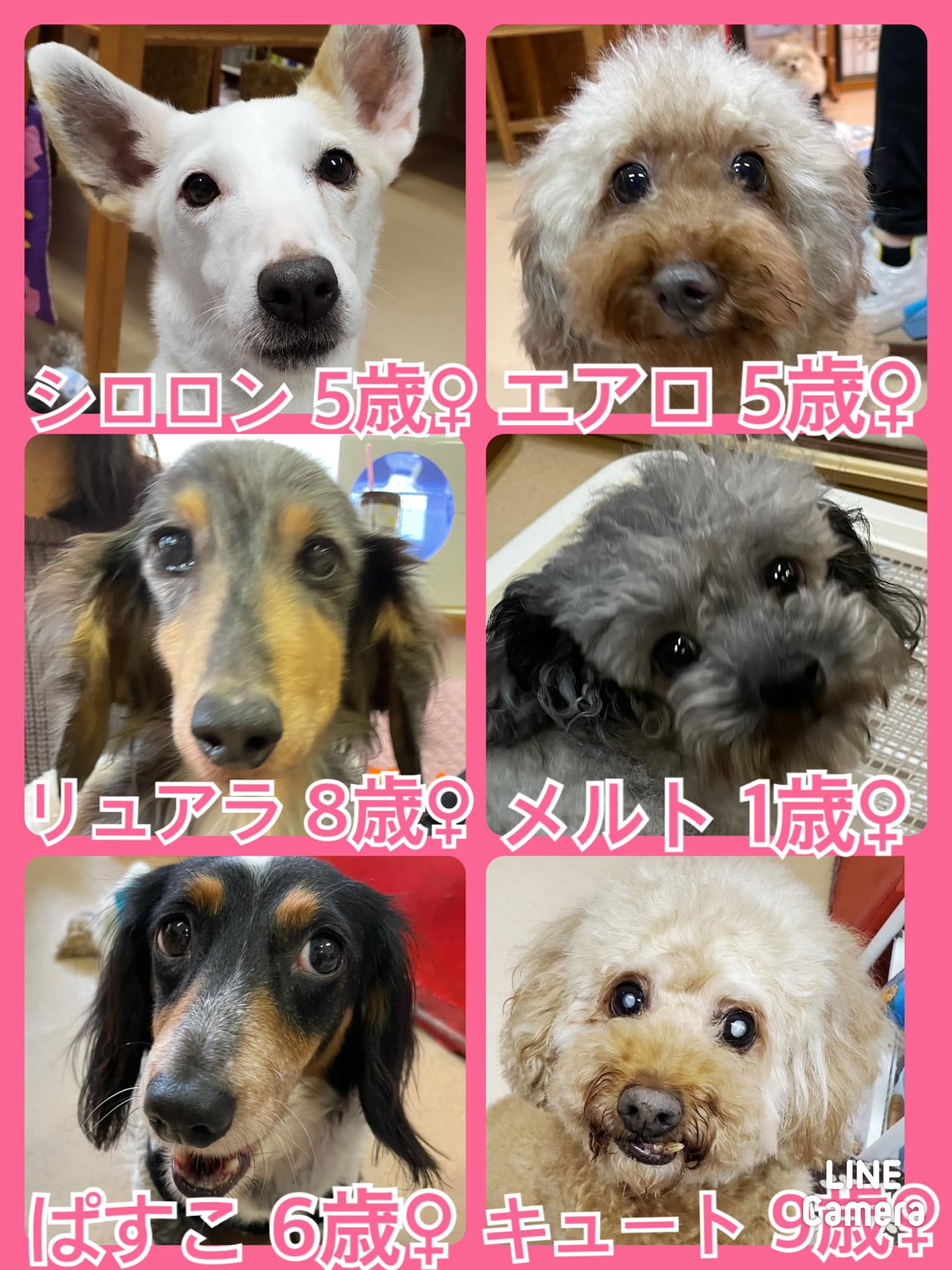 🐾今日の里親様募集中ワンコ🐶メンバーです🐾2022,1,29【保護犬カフェ天神橋店】